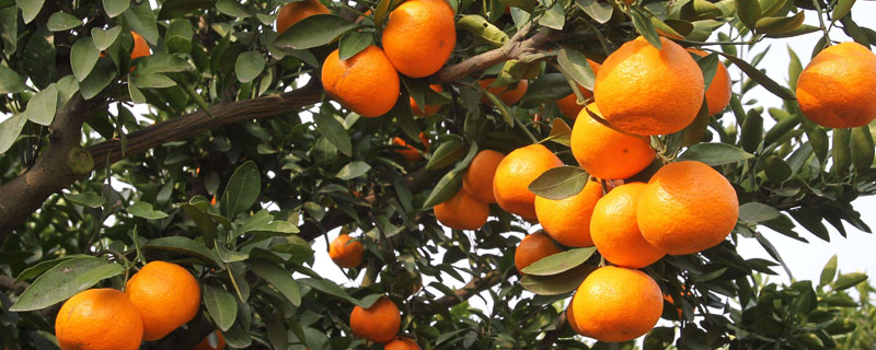 柑橘青苔病特效药