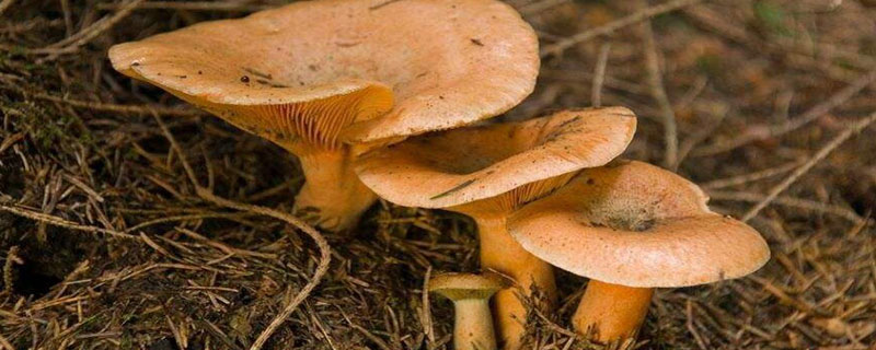 松乳菇的种植技术在哪里可以学习
