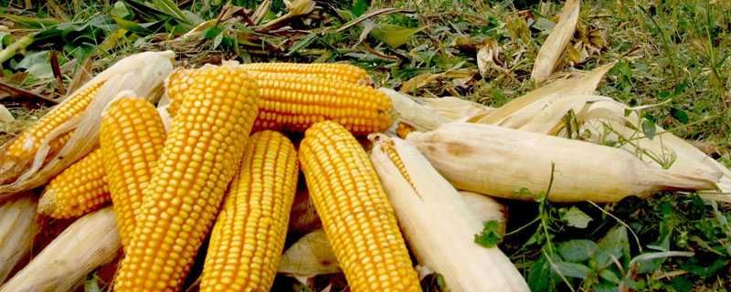 博瑞9玉米种特性特征