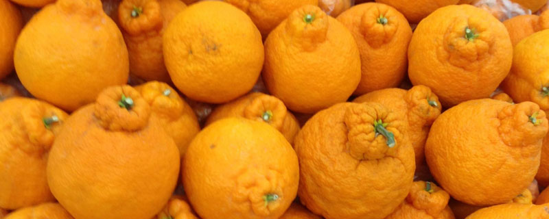 丑橘上市季节