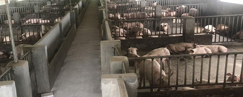 感染非洲猪瘟的猪场能有猪存活吗