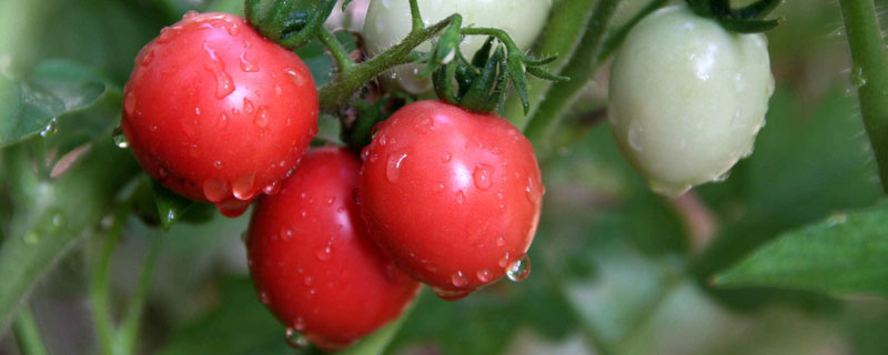 西红柿怎么搭配肥膨果快