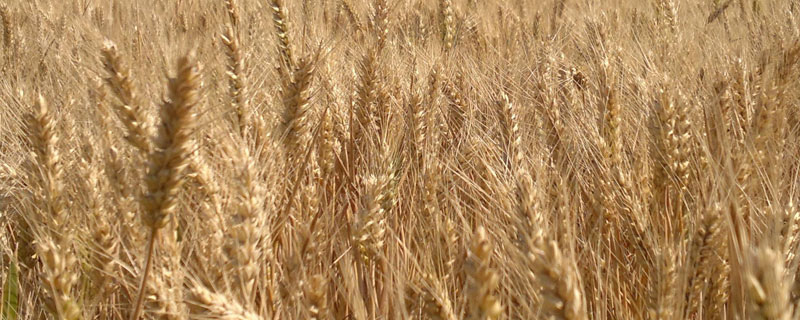 小麦的主要病害是什么