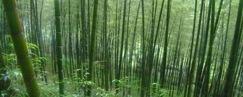 楠竹北方可以种植吗