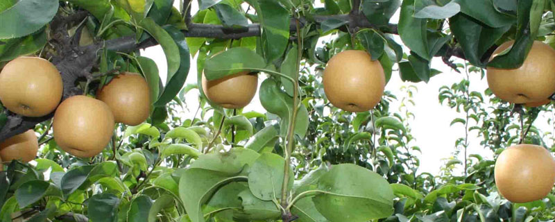 黄金梨树苗一亩多少株