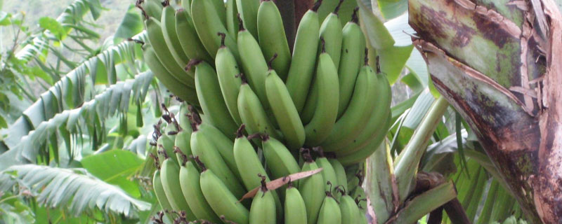 中蕉9号香蕉品种