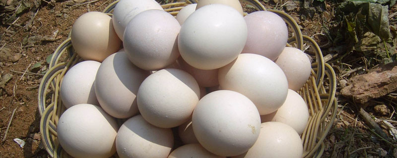 鸡蛋加工产品项目