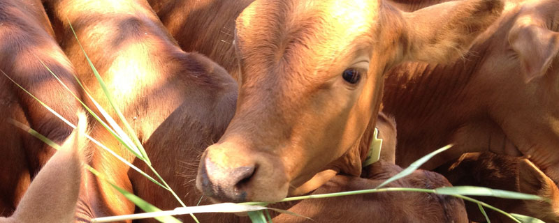 繁殖母牛一天喂多少料