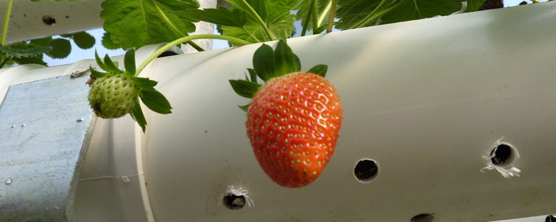 无土栽培草莓投资成本