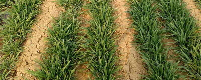 春季小麦追肥用多少