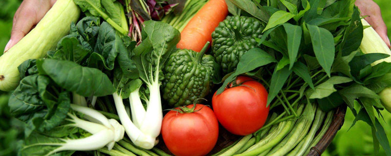 有机蔬菜种植技术规程