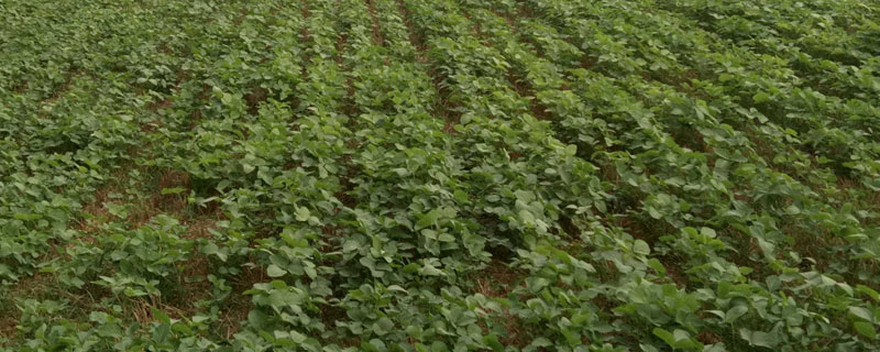马托格罗索州大豆播种时间