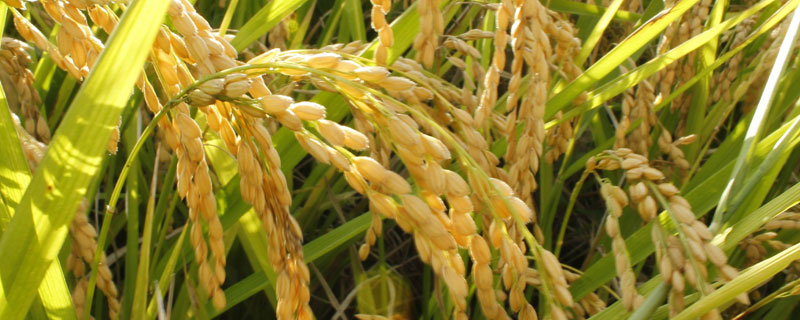 鑫丰优868水稻品种