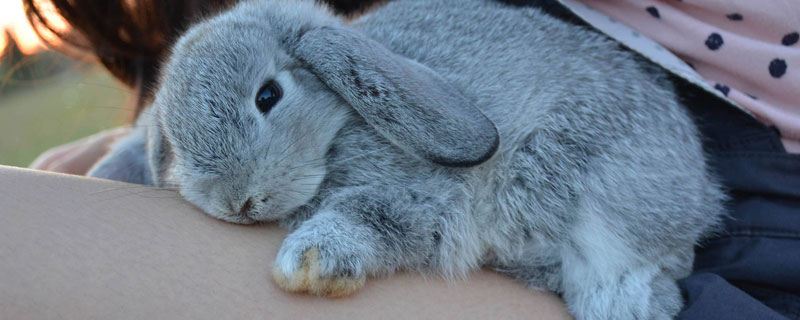 垂耳兔能活多久