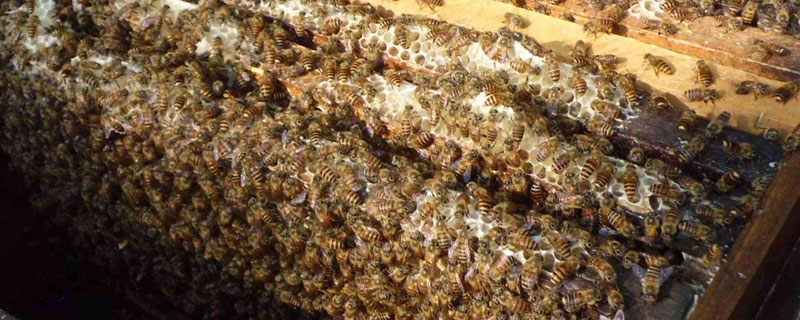 二月份蜜蜂管理要点