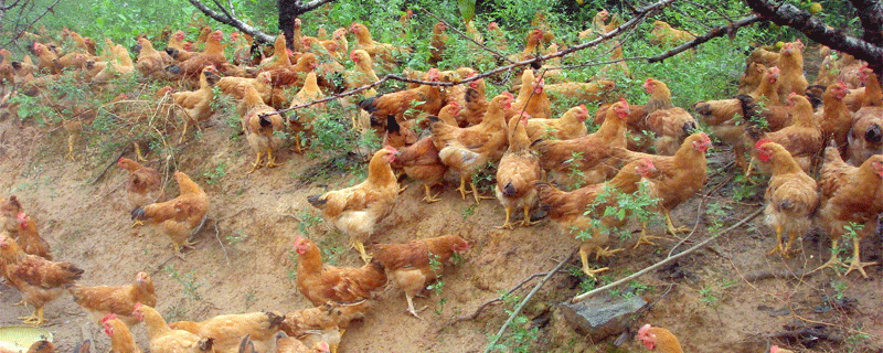 鸡的采食量计算方法