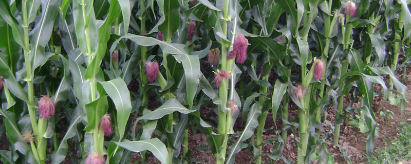 博瑞9玉米种子特征特性