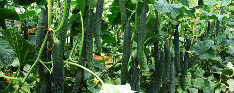 高产4万斤的黄瓜品种