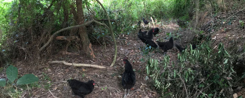 五黑鸡养殖技术与注意事项