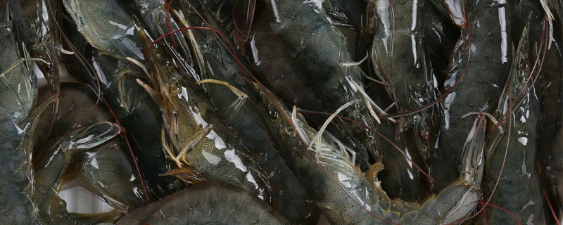 海虾的养殖技术与注意事项