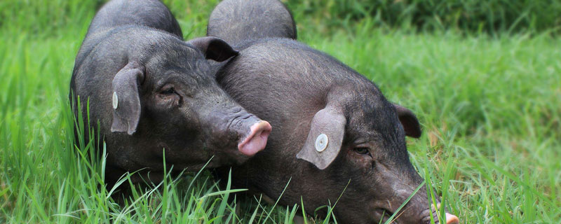 生态黑猪的养殖的风险是什么