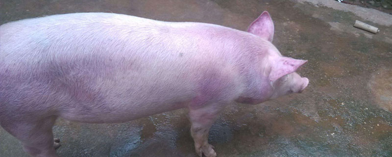 猪瘟早期症状