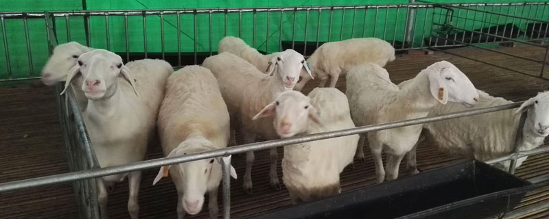 绵羊养殖技术与注意事项