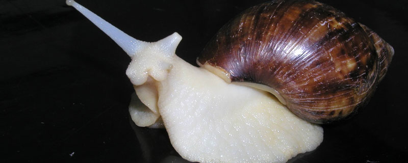 白玉蜗牛吃什么