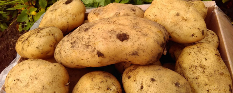 土豆种植多久可以收获