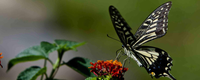 蝴蝶与蛾子的区别是什么