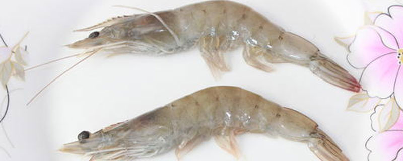 淡水养殖基围虾技术