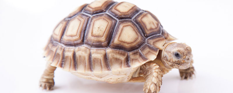 苏卡达陆龟一年长多少
