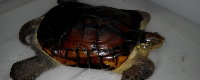 黄喉拟水龟是深水龟吗