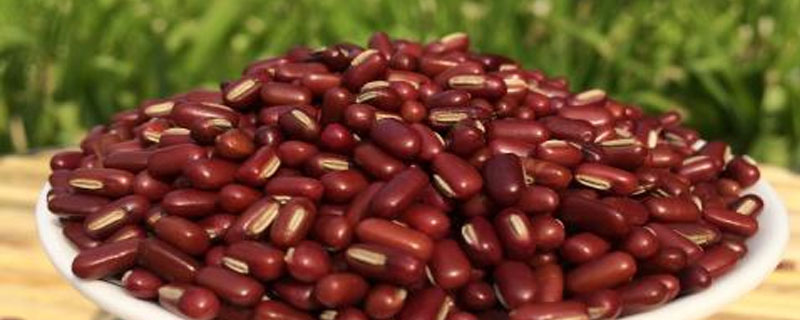 赤豆种植时间