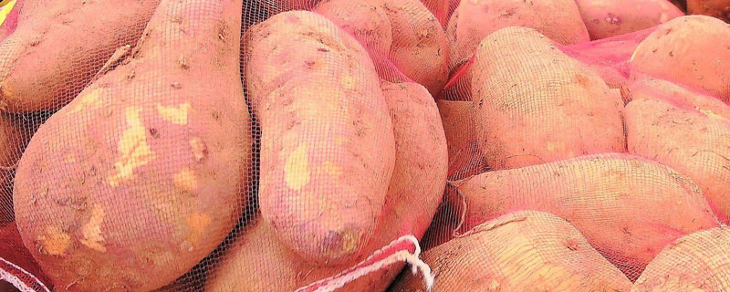 新品种红薯亩产超万斤