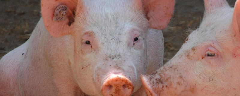 养猪粪便怎么发酵处理