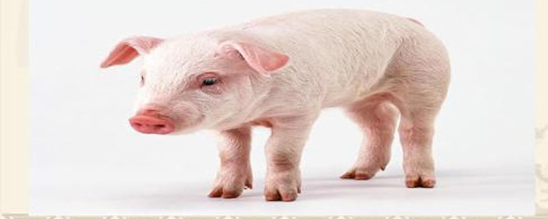养猪怎样降低饲料成本