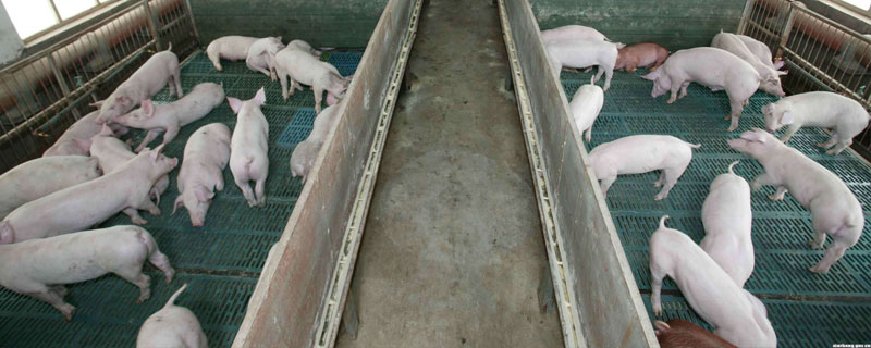 非洲猪瘟传播途径和防范