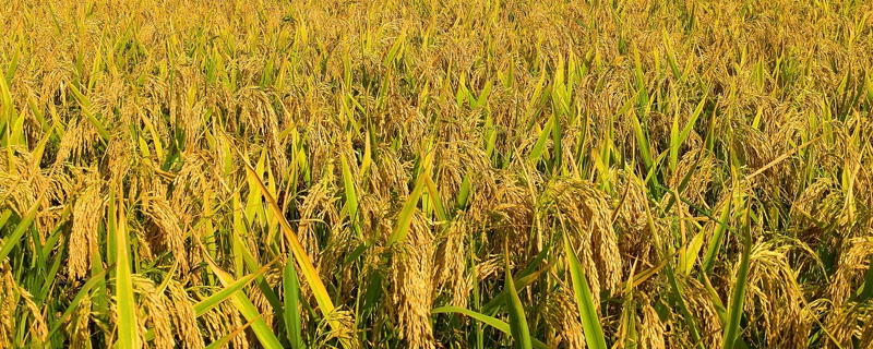 水稻地区栽培技术的一部农书