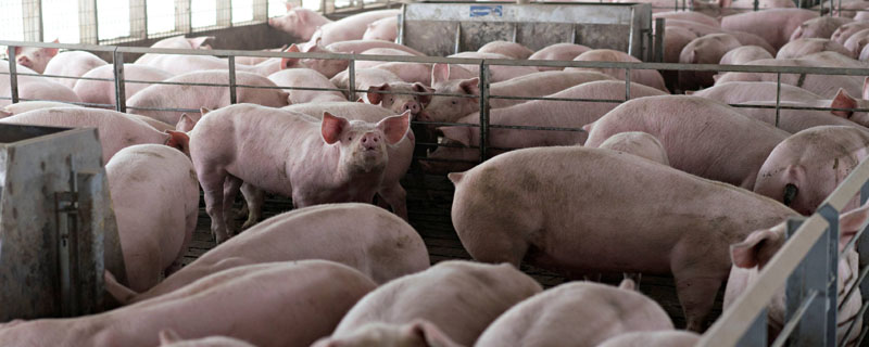 养猪补贴需要什么手续