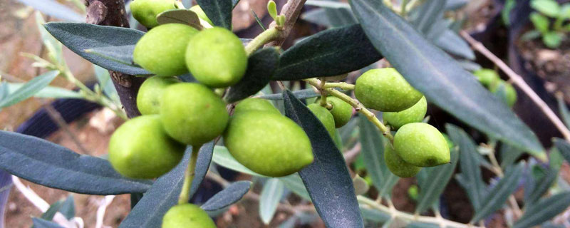 油橄榄适宜种植在哪里