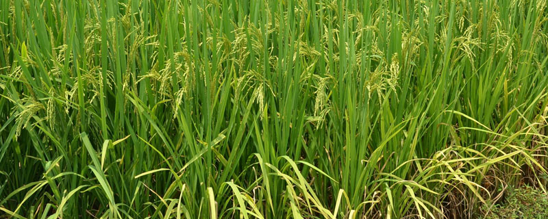 江南水稻地区栽培技术的一部农书