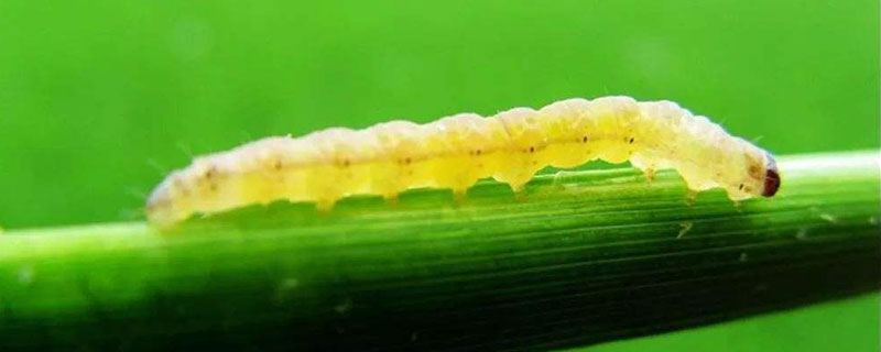 玉米螟虫用什么药防治