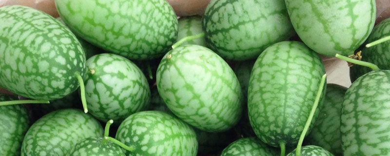 拇指西瓜是几月种植的
