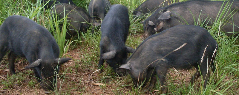 藏香猪养殖条件