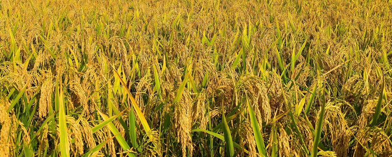 世界上最早种植水稻的国家是