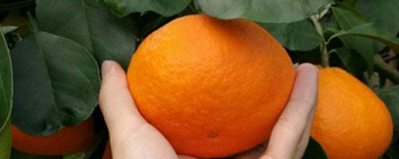 米哈亚柑橘有什么特点