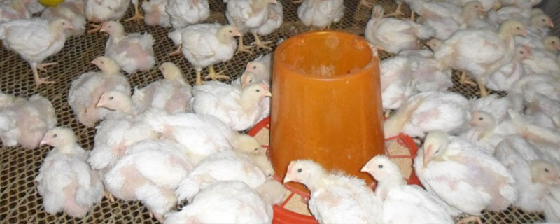 肉鸡养殖大棚的搭建方法