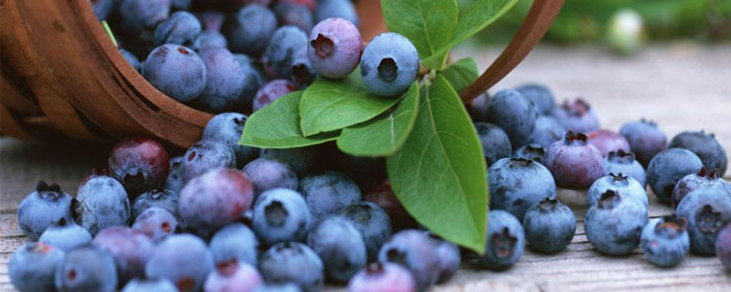 蓝莓种植适合什么地方