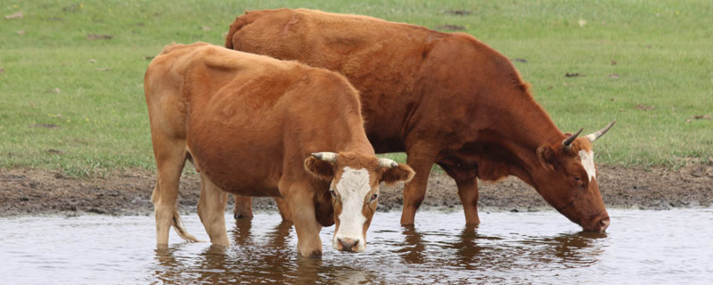 肉牛每天饮水量是多少